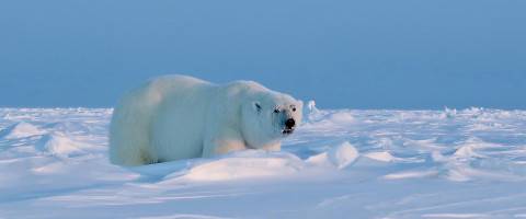 Nanuq Polar Bear